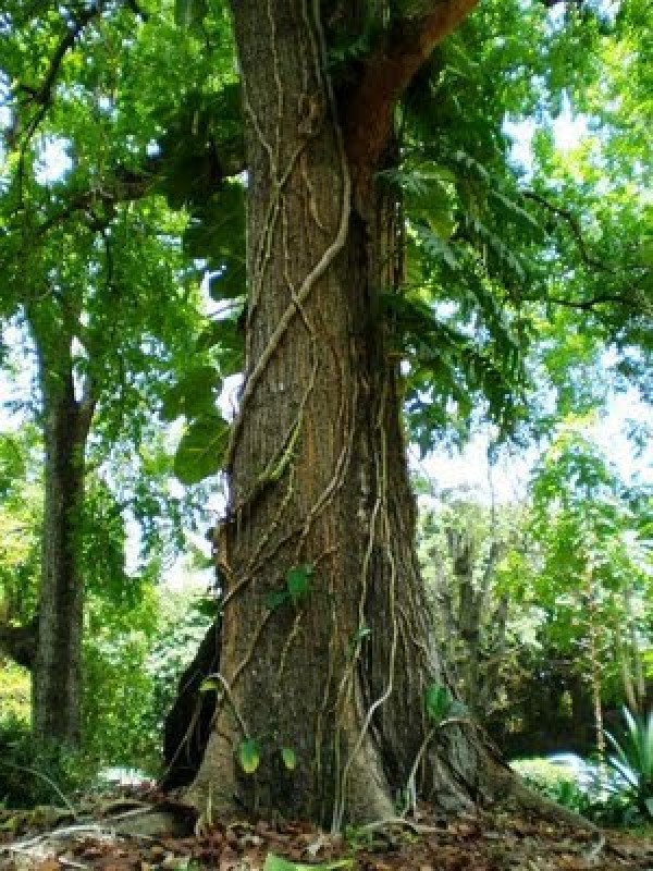 Árbol de caoba