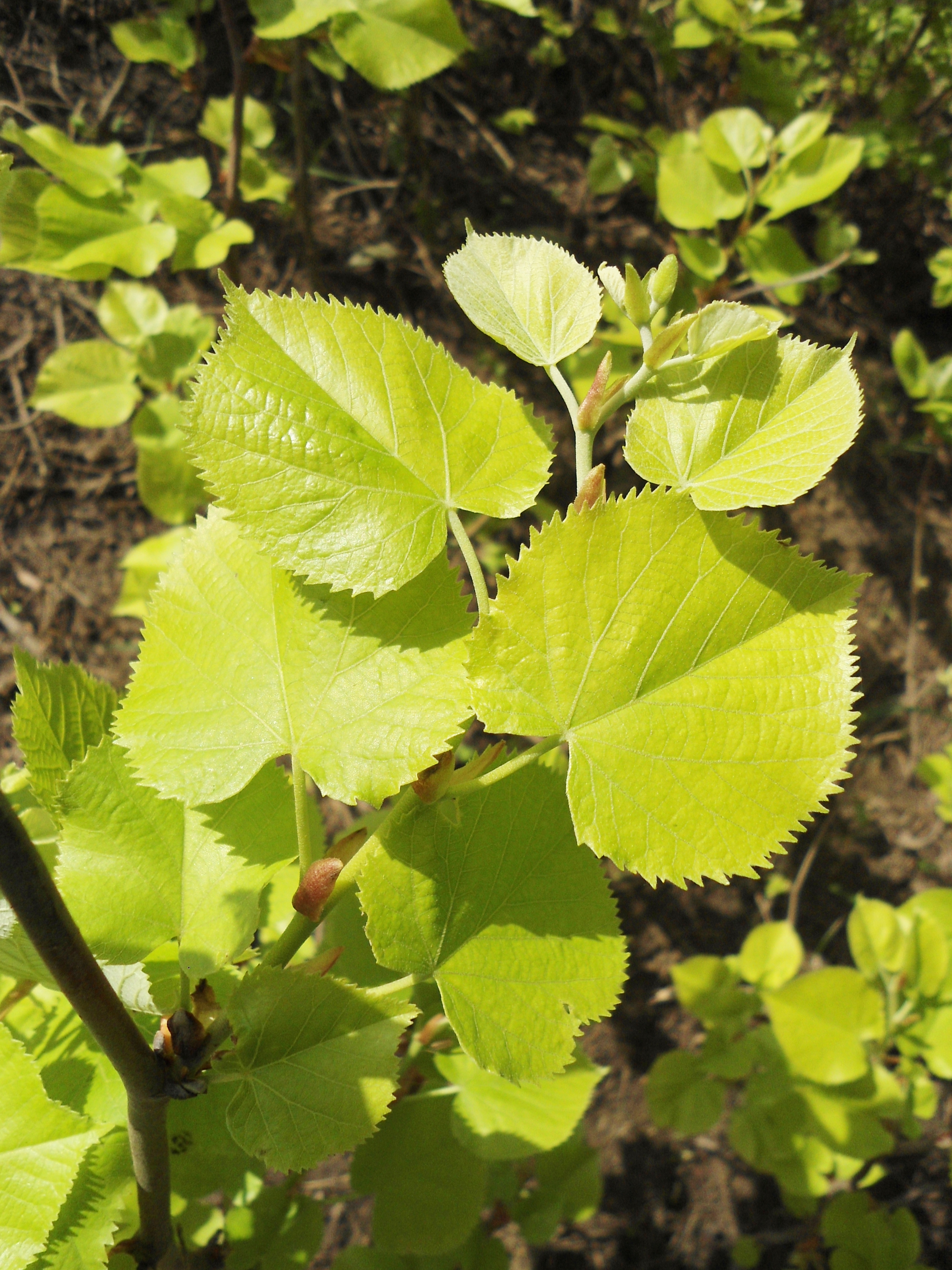 Tilia tomentosa листья. Лист липы. Молодые листья липы. Как выглядит лист липы.