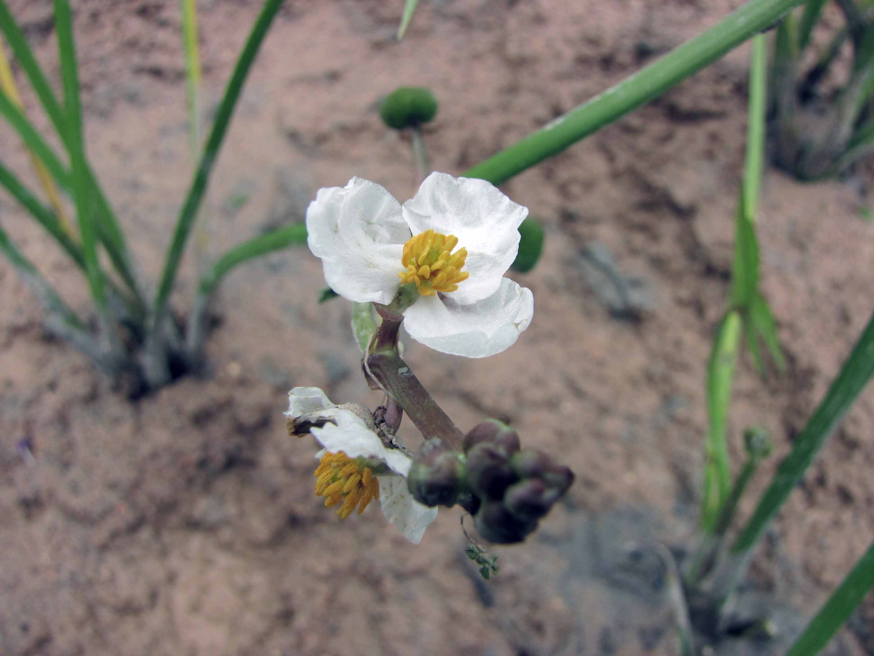 File 慈姑 雄花 Sagittaria Sagittifolia V Leucopetala Sagittaria Trifolia V Sinense 香港花展 Hong Kong Flower Show Jpg Wikimedia Commons