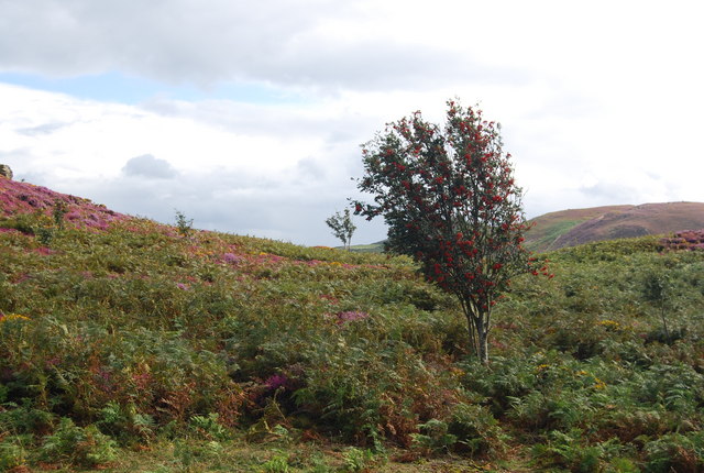 File:A Mountain Ash by the path , Conwy Mountain - geograph.org.uk - 1479288.jpg