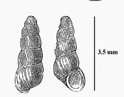 <i>Acicula fusca</i> species of mollusc