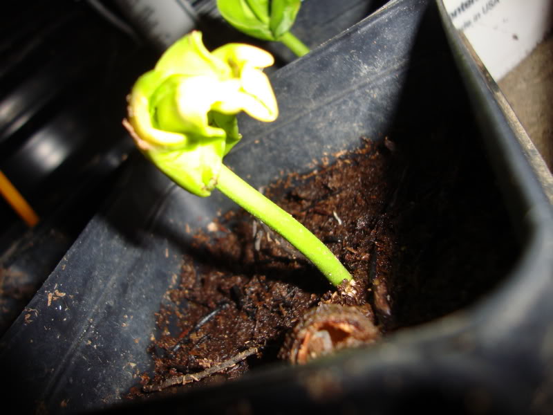 File:Adansonia Grandidieri Giant Baobab Madagascar Upside Down Tree Germinating Seed From Puerto Rico 02.jpg