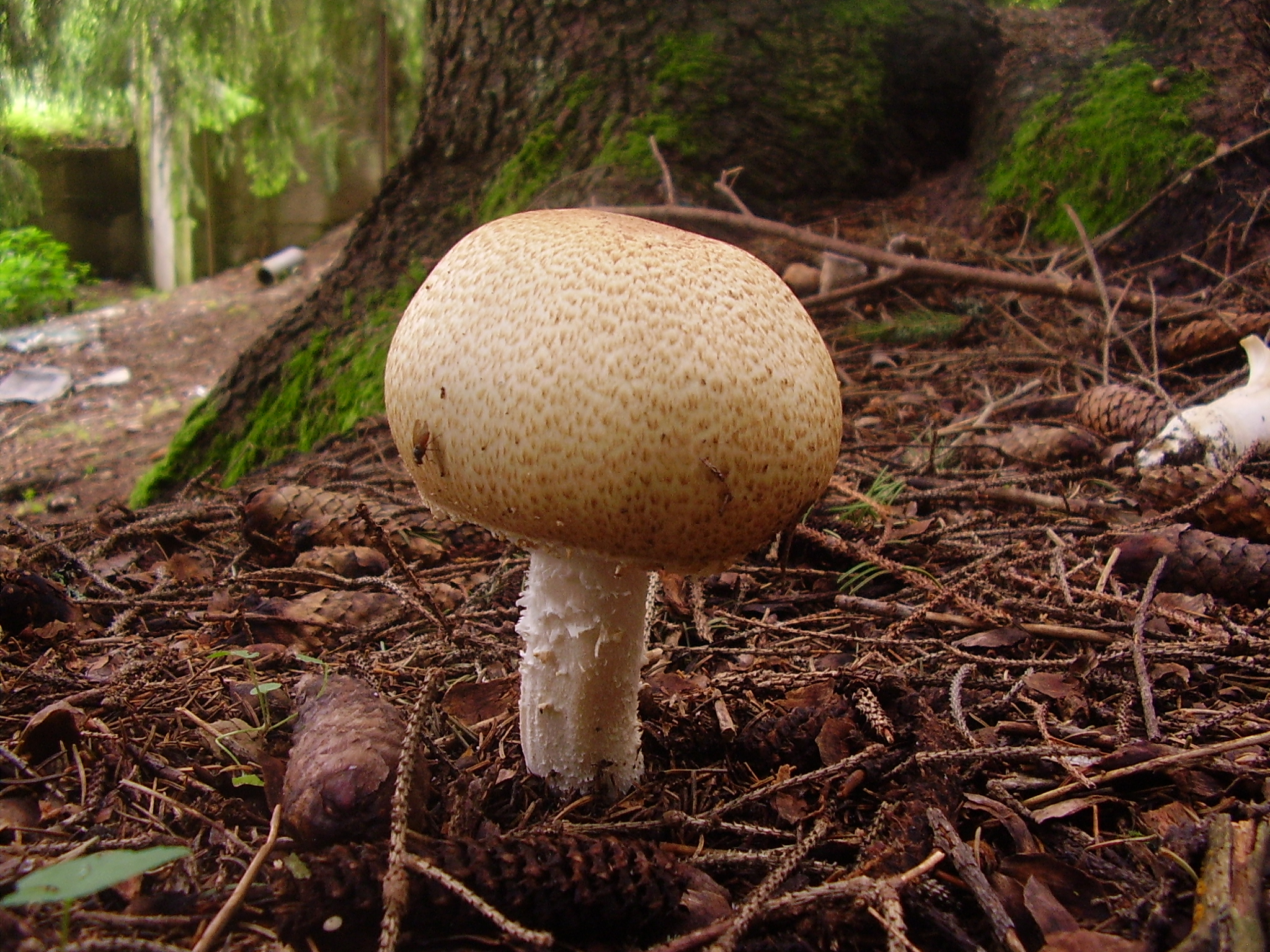 Шампиньон августовский Agaricus augustus