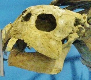 File:Alienochelys skull.jpg