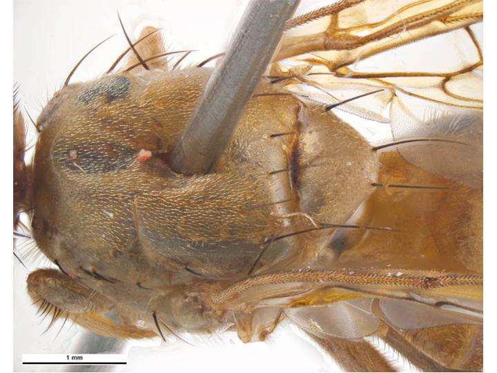 File:Anastrepha ludens thorax above.jpg