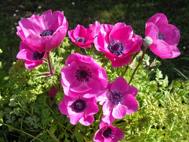 File:Anemone coronaria 'Sylphide' 3.jpg - Wikimedia Commons