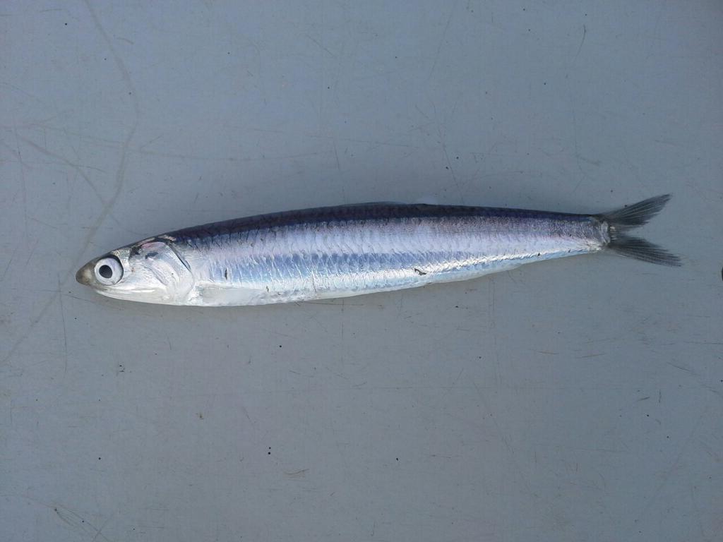 European Anchovy Wikipedia