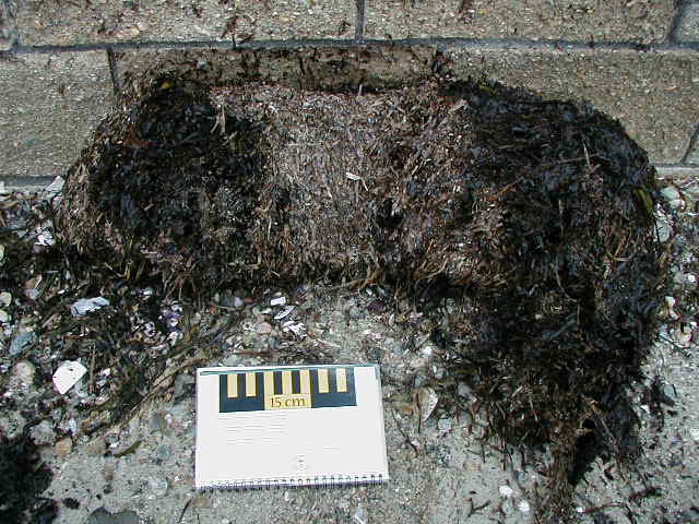 29 апреля 2003 г. Опад гумус. Гниение в почве. Перегной в почве. Растительные остатки в почве.