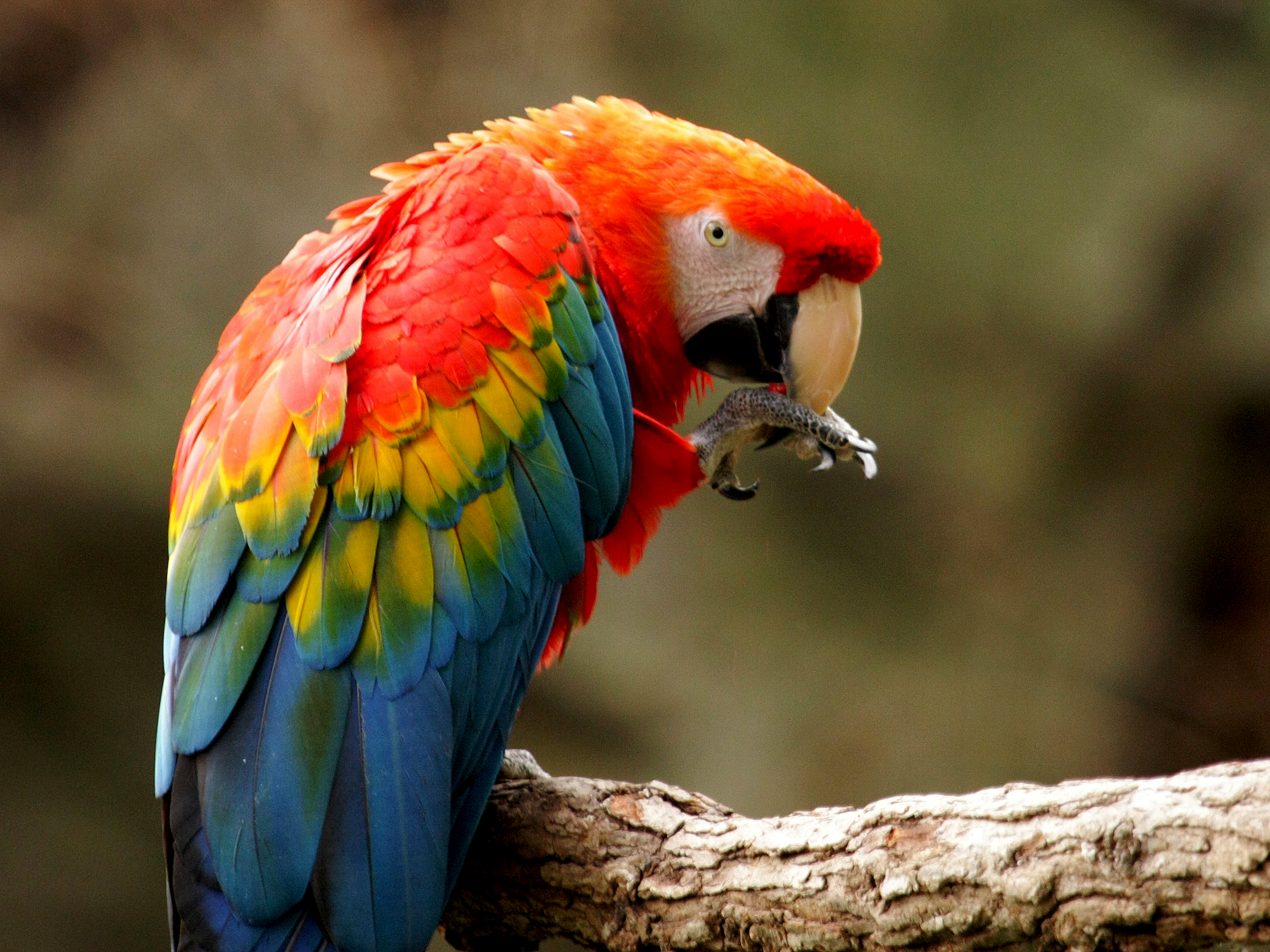 A parrot a long tail. Попугай ара красный. Красный ара Макао. Сельва попугай ара. Красный ямайский ара.