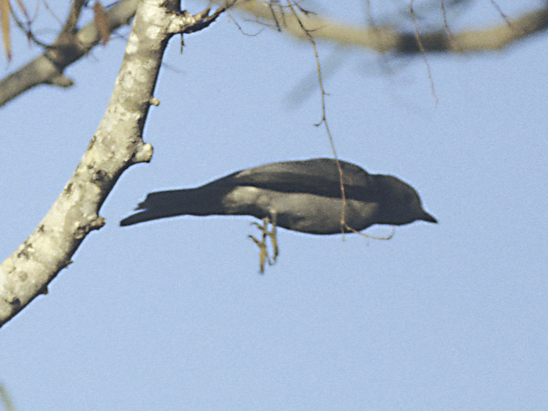 File:Ashy Cuckoo-shrike (Coracina cinerea) in flight.jpg