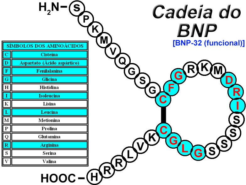 File:BNP funcional.jpg