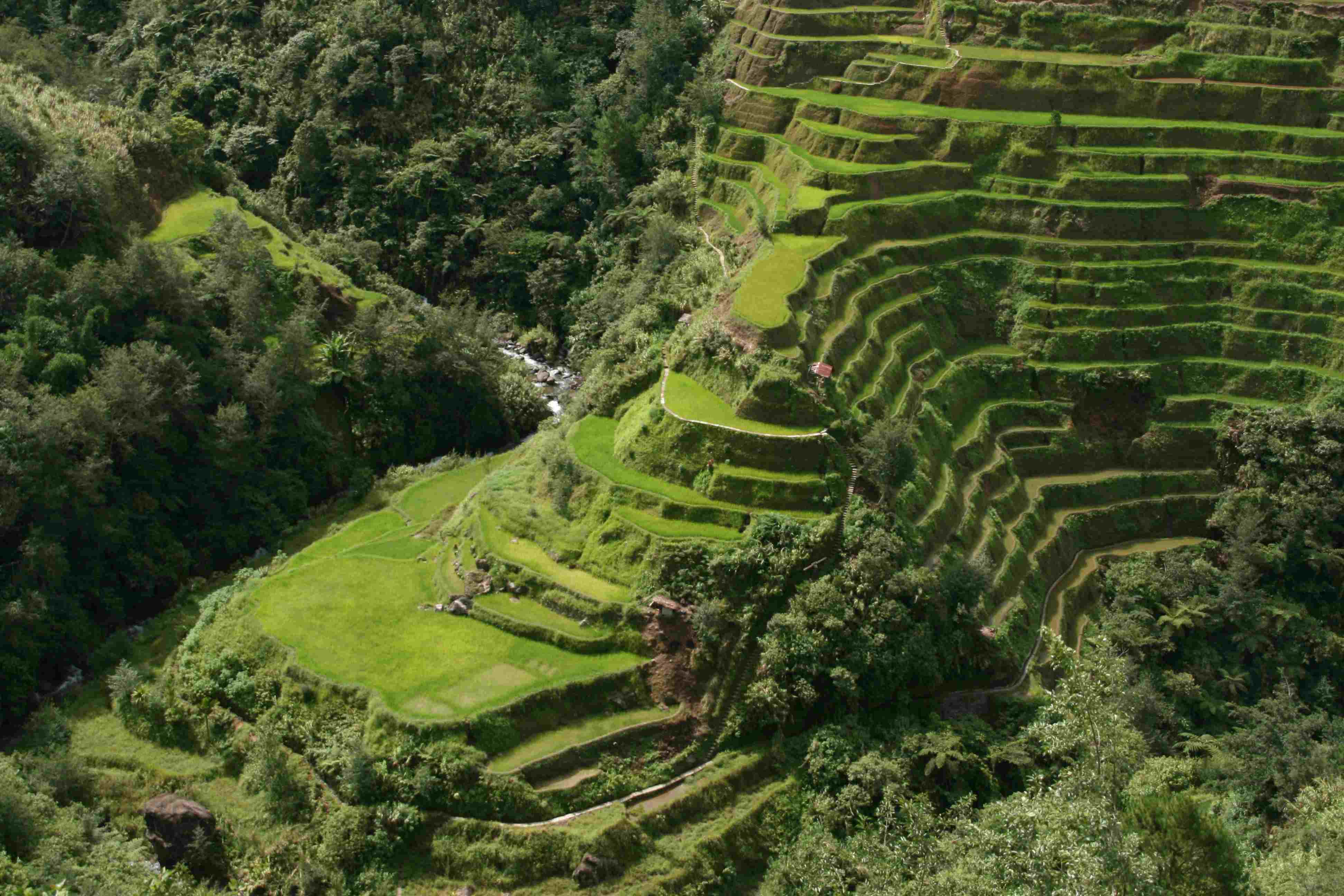 Closer view of the The Banaue Rice Terraces - Surreal places to visit