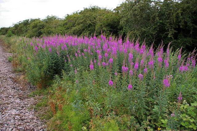 Barrow Haven - Rosebay Willowherb - geograph.org.uk - 197870.jpg