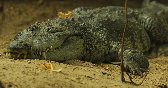 File:Belize Crocodile.jpg