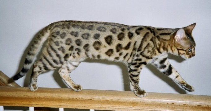 File:BengalCat Stella.jpg