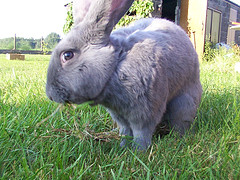 <span class="mw-page-title-main">Blue of Sint-Niklaas</span> Flemish rabbit breed