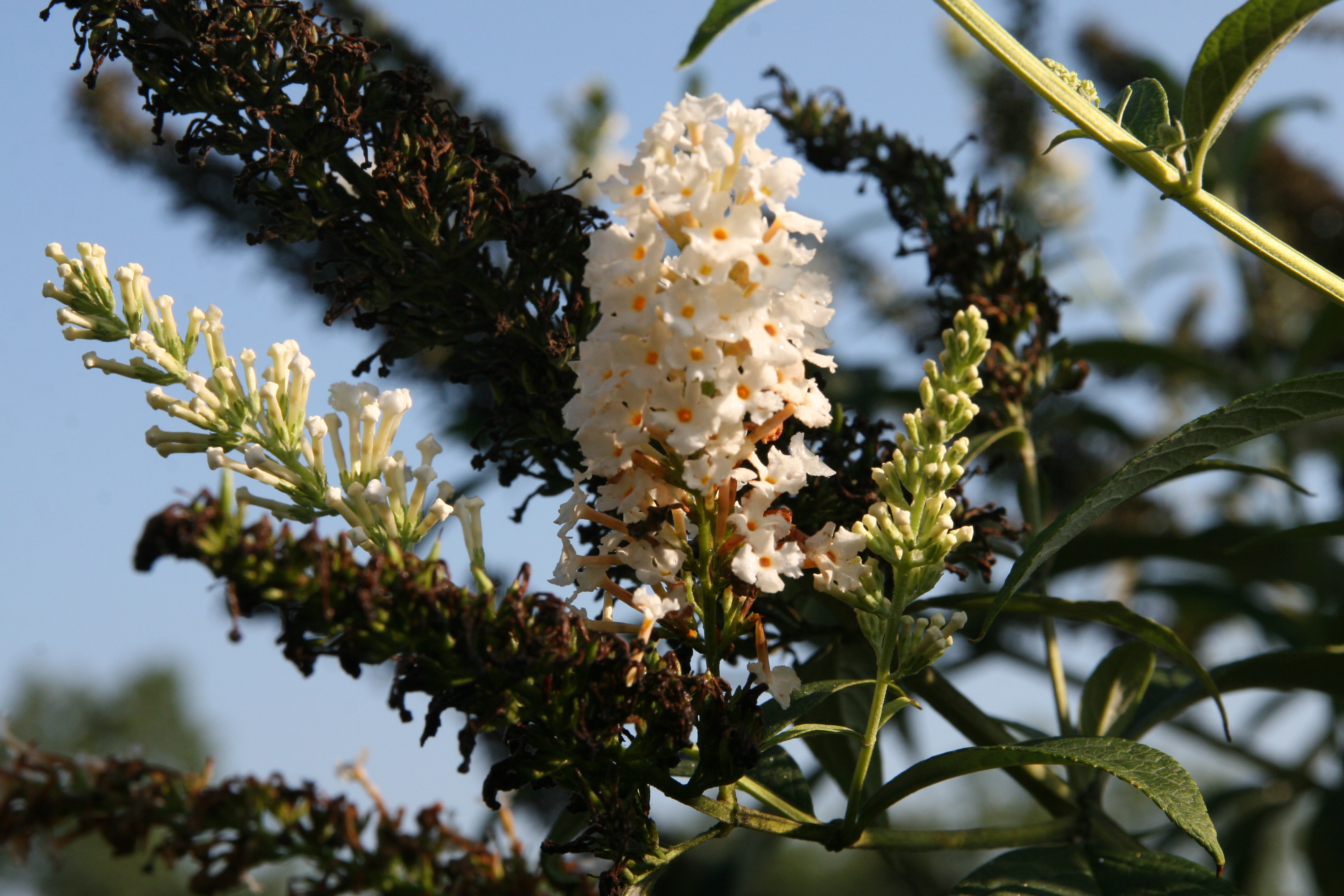 Буддлея white profusion фото