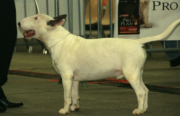 File:Bull Terrier white2.JPG