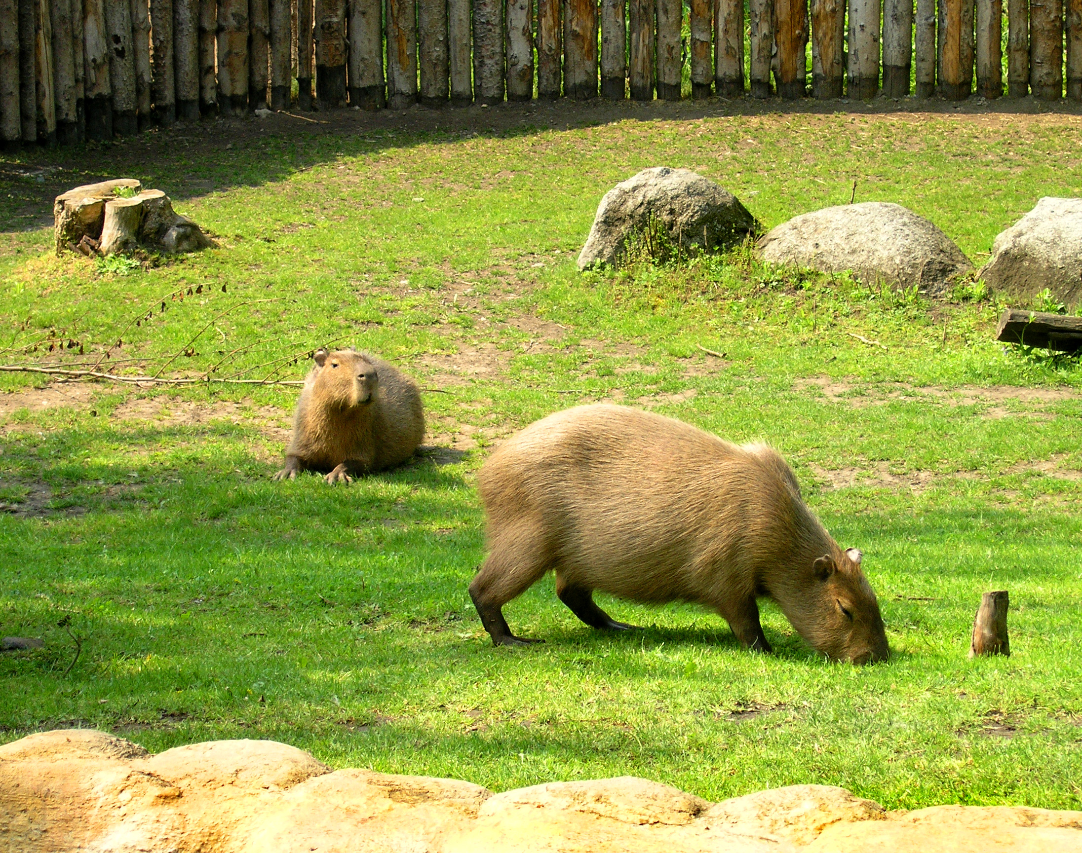 Capybara, capybara, capybara! World's favorite rodent returns to Prague Zoo  - Prague, Czech Republic