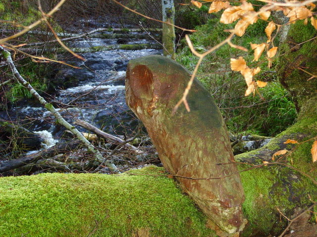 File:Carved owl Embo Forest Walk - geograph.org.uk - 607661.jpg