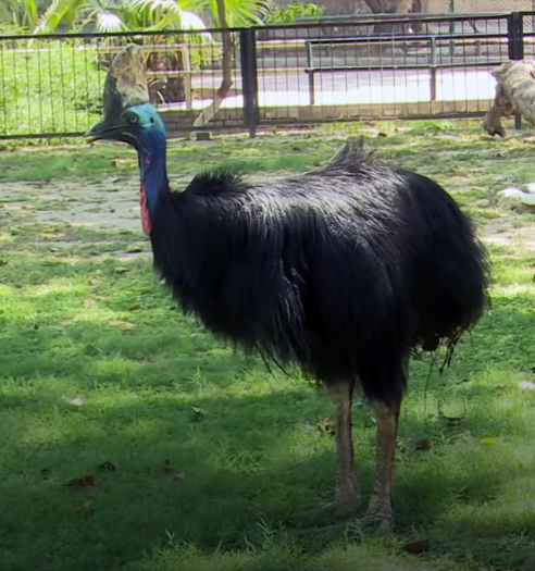 File:Cassowary (1).jpg