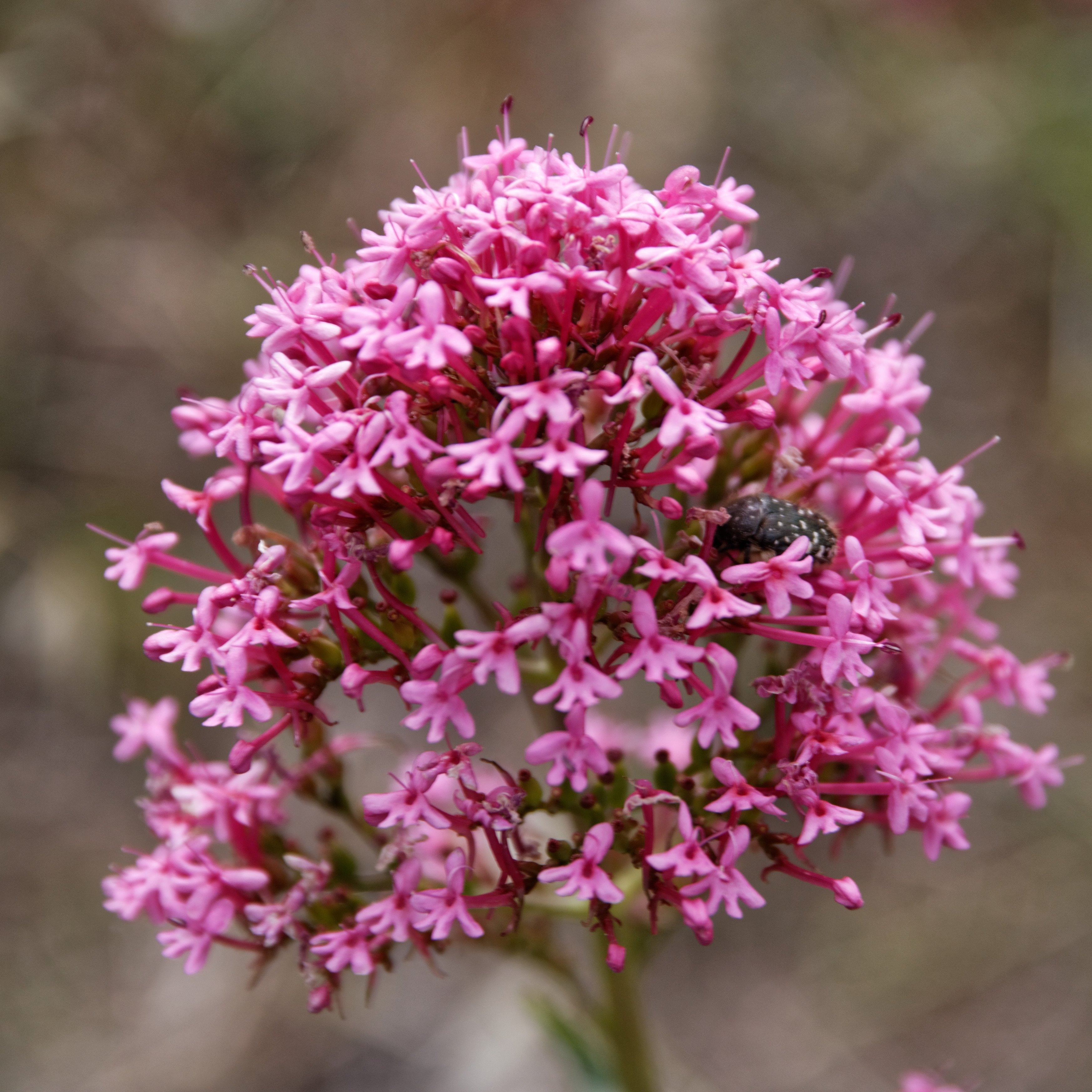 File:Centranthus ruber -Valériane rouge-Inflorescence isolé ...