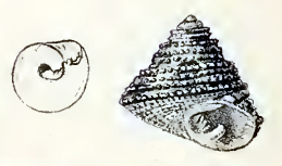 <i>Clanculus ringens</i> species of mollusc