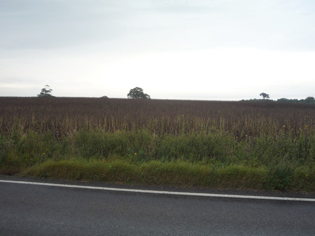 File:Crop field off the A515 - geograph.org.uk - 5093323.jpg