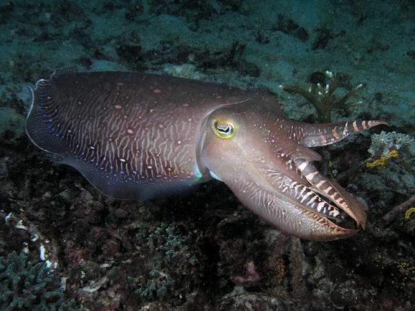 File:Cuttlefish komodo large.jpg