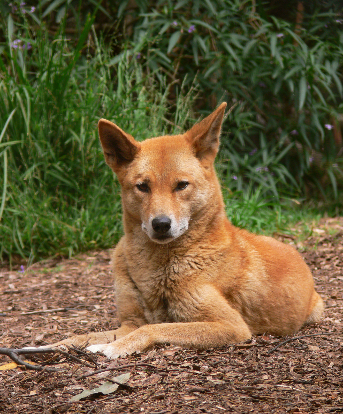 Dingo australijski – Wikipedia, wolna encyklopedia