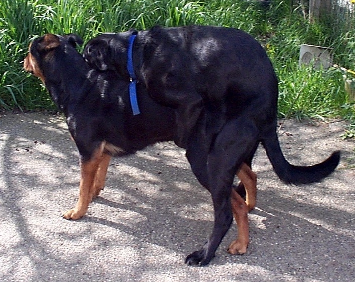 Gladys verschijnen synoniemenlijst File:Dogs mating 1.jpg - Wikimedia Commons