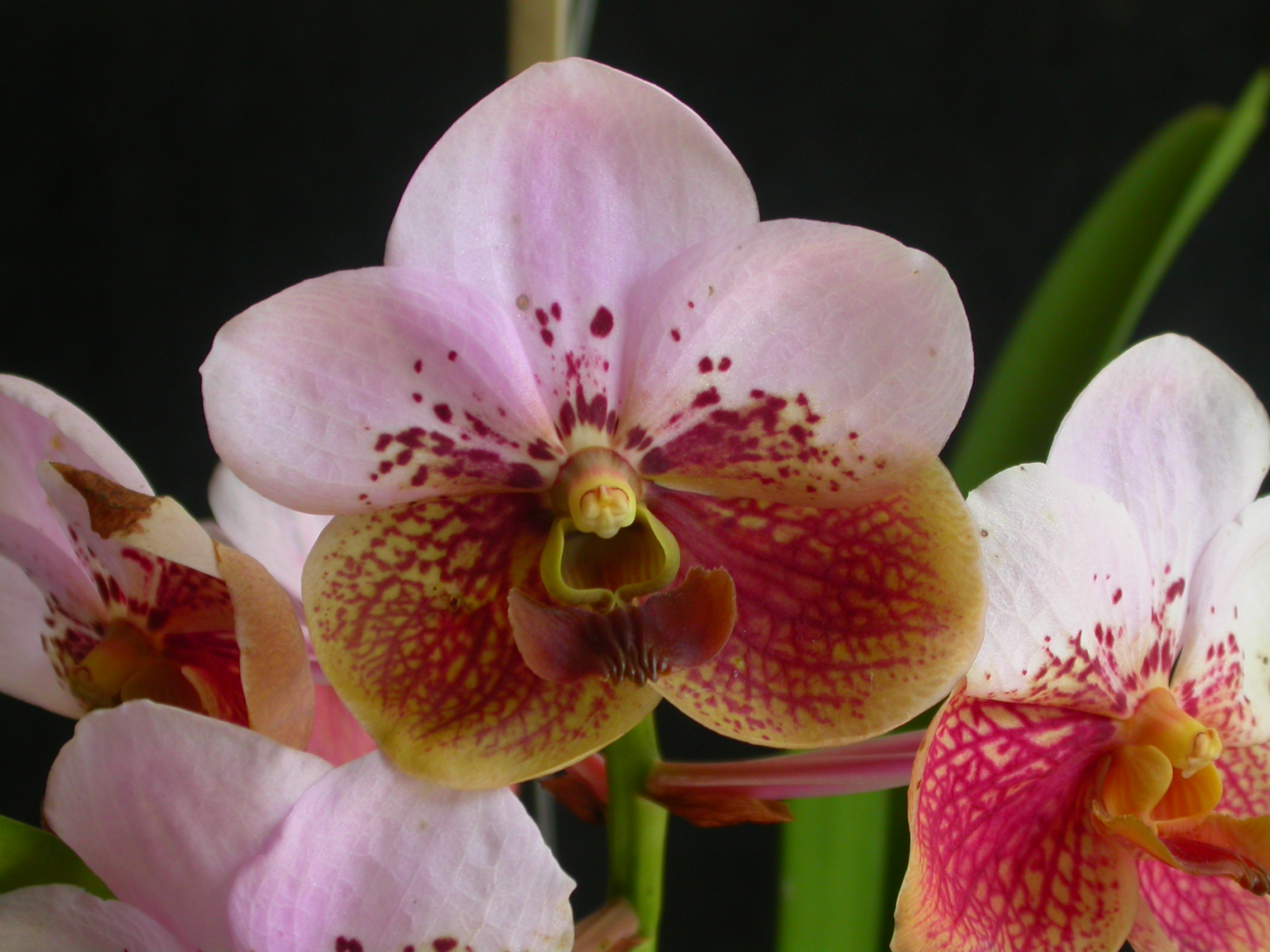 List Of The Orchids Of The Philippines Wikipedia