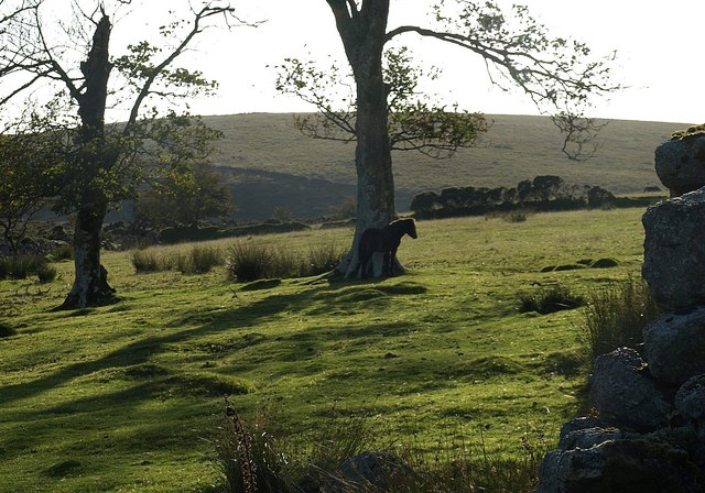 File:Foal at Swincombe - geograph.org.uk - 1501888.jpg