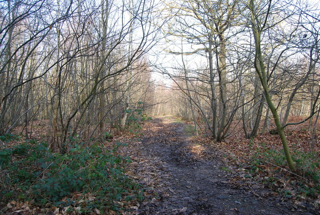 West Blean and Thornden Woods