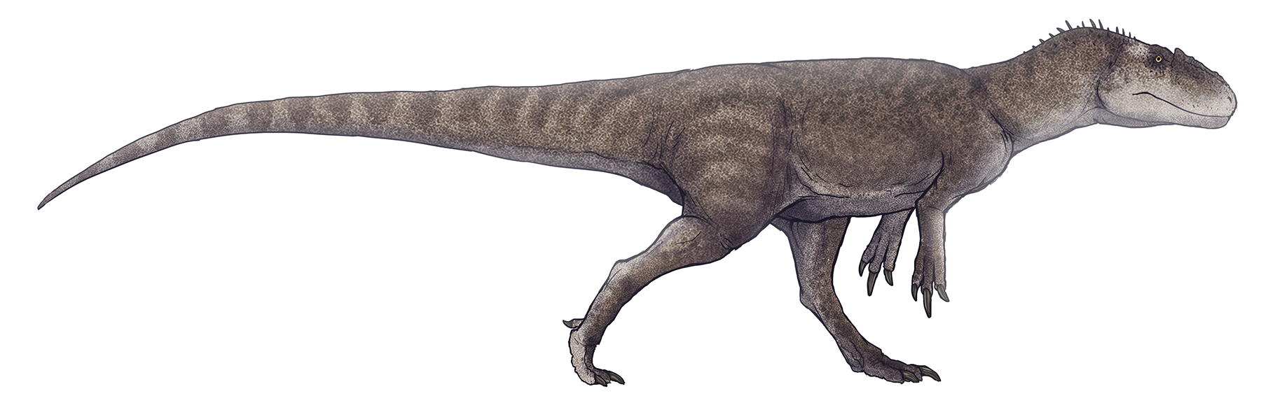 https://upload.wikimedia.org/wikipedia/commons/9/9f/Gasosaurus_constructus.png