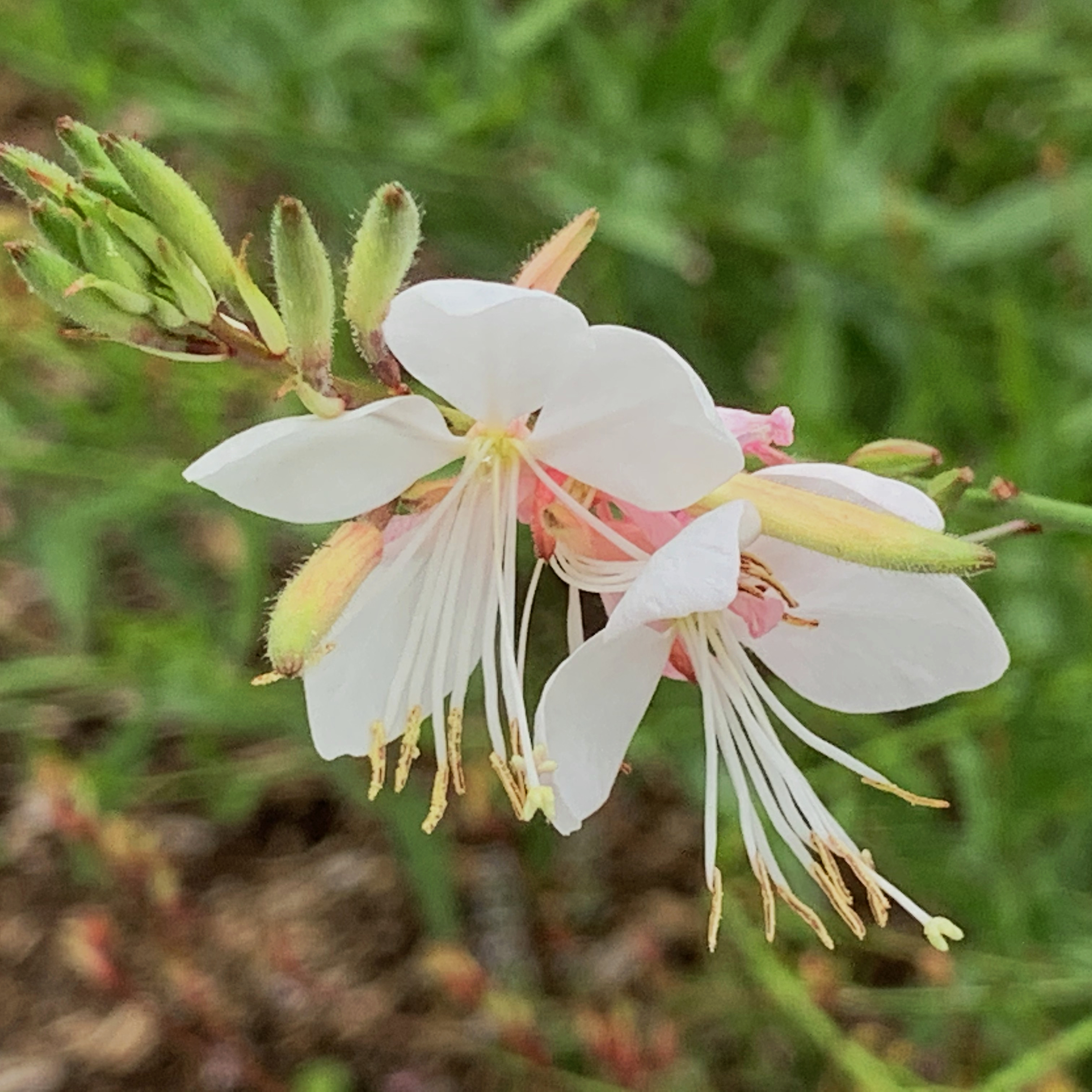 File:Gaura lindheimeri-Gaura Blanc-Fleur-20200601.jpg - Wikimedia Commons