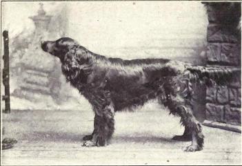 File:Gordon Setter from 1915.JPG