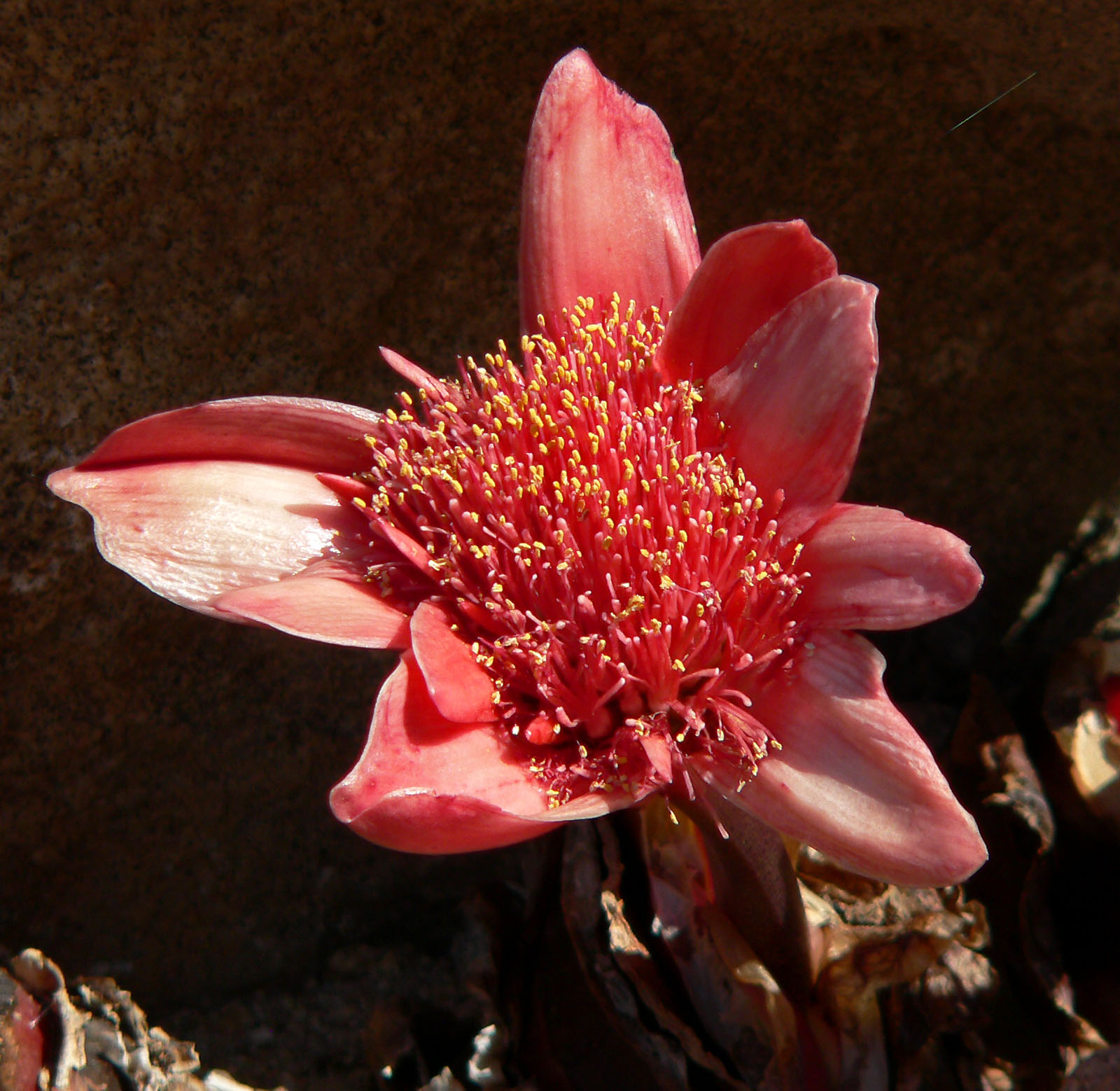 Inflorescencia de Haemanthus coccineus. Las brácteas parecidas a pétalos que rodean a la umbela, las flores pequeñas y los estambres más largos que los tépalos, contribuyen a generar el efecto de que la inflorescencia parezca una única flor.