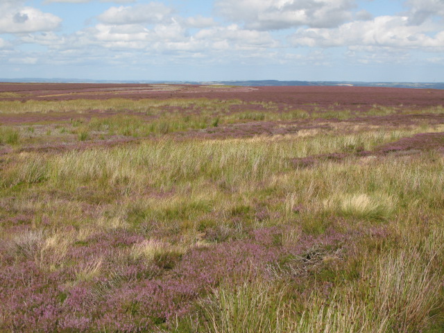 File:Herds Law (3) - geograph.org.uk - 1540282.jpg