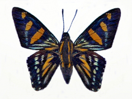 File:Hesperiidae - Mimardaris sela.JPG