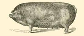 File:Hog Drawing.jpg