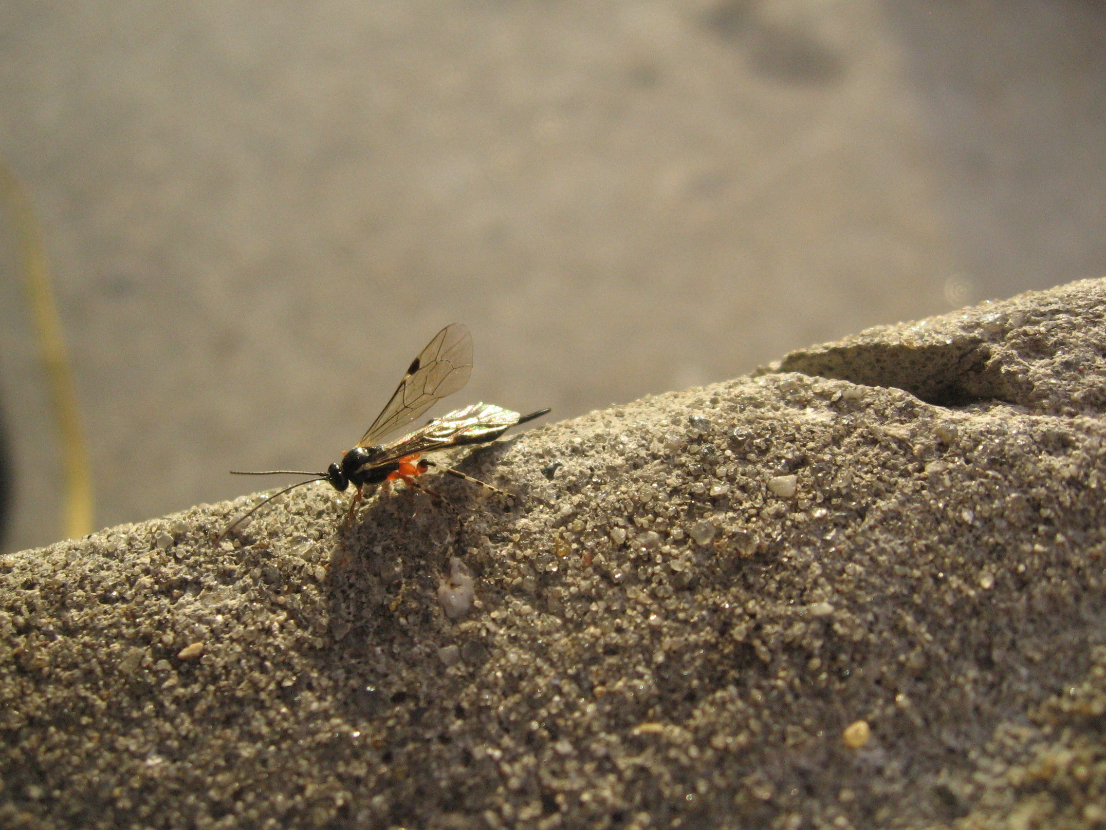 ichneumon wasp