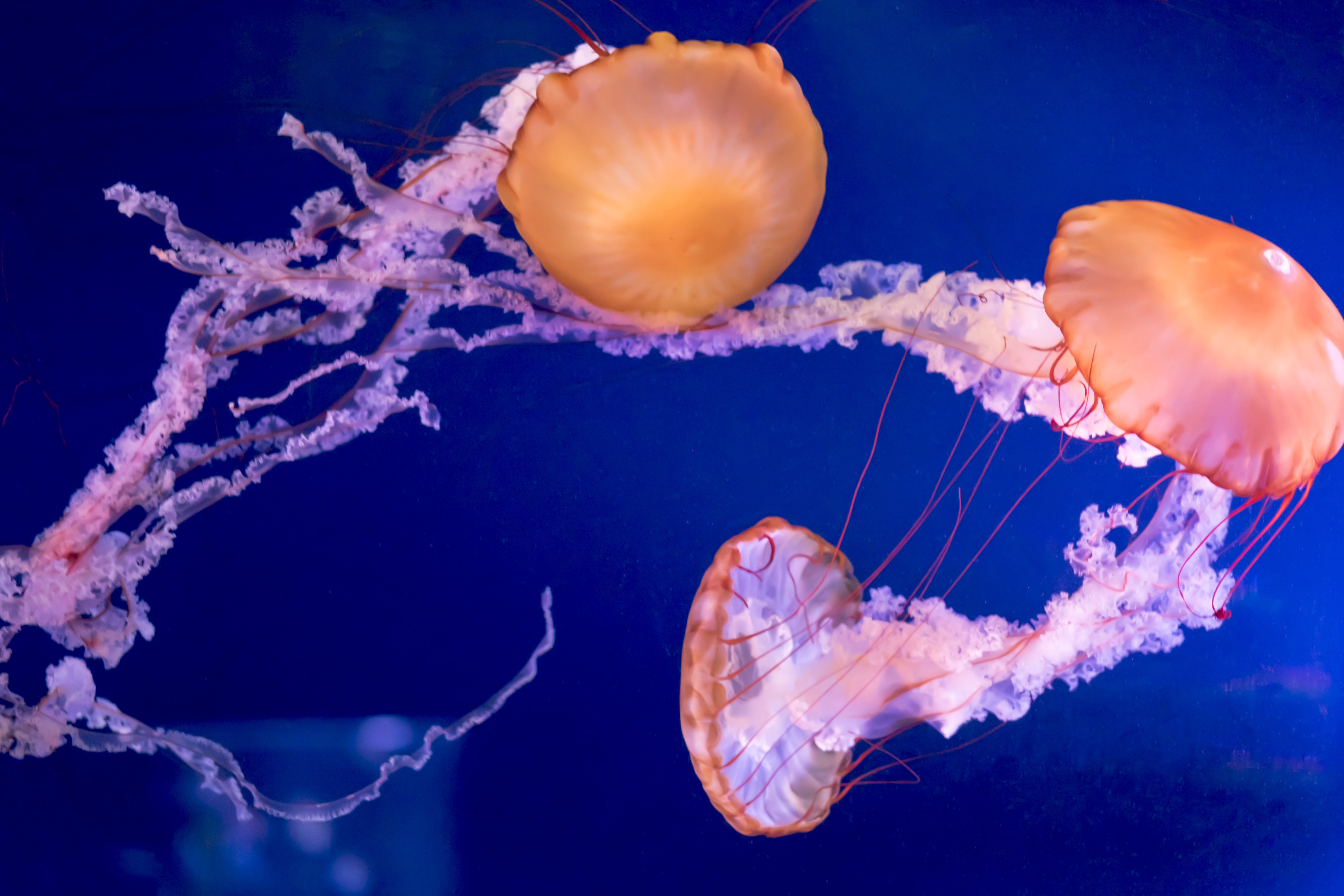 pacific sea nettle jellyfish finding nemo