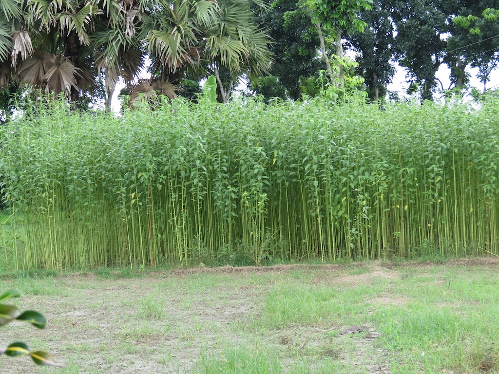 File:Jute field.jpg - Wikimedia Commons