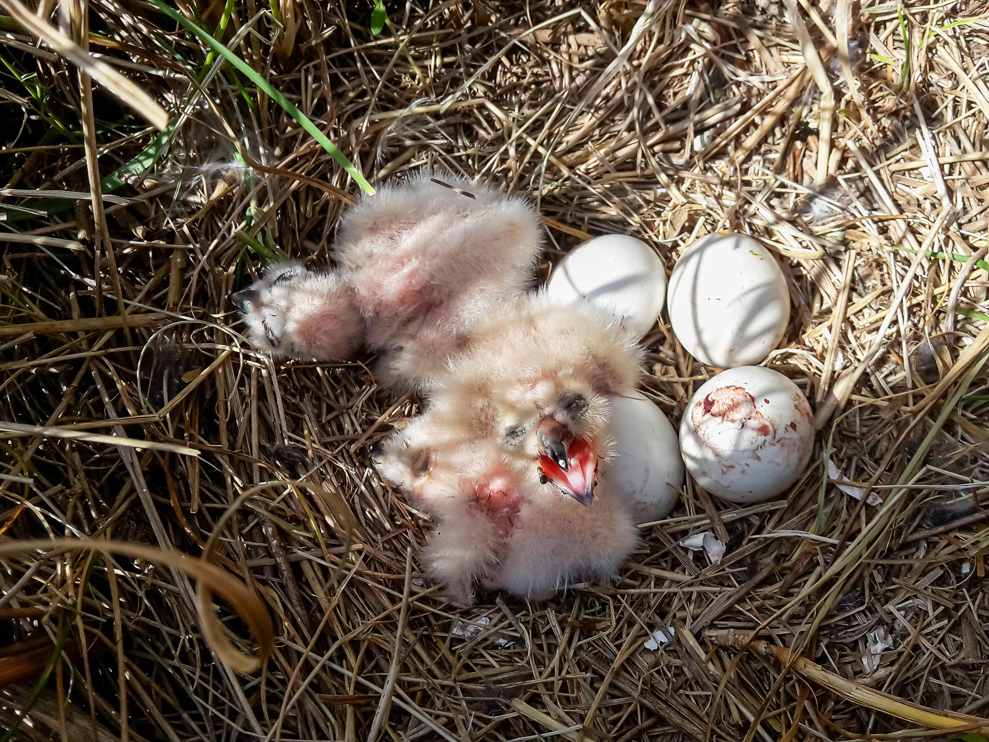 Documenting a dead baby bird photo