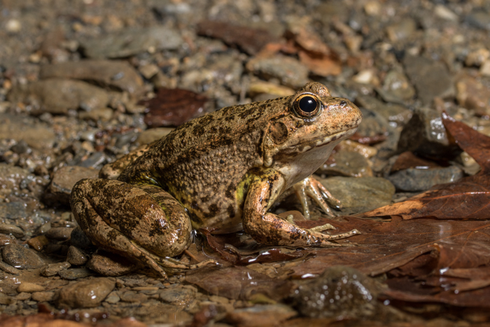 K.Kalaentzis - Pelophylax cretensis, Crete