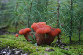 <i>Laccaria bicolor</i> Species of fungus