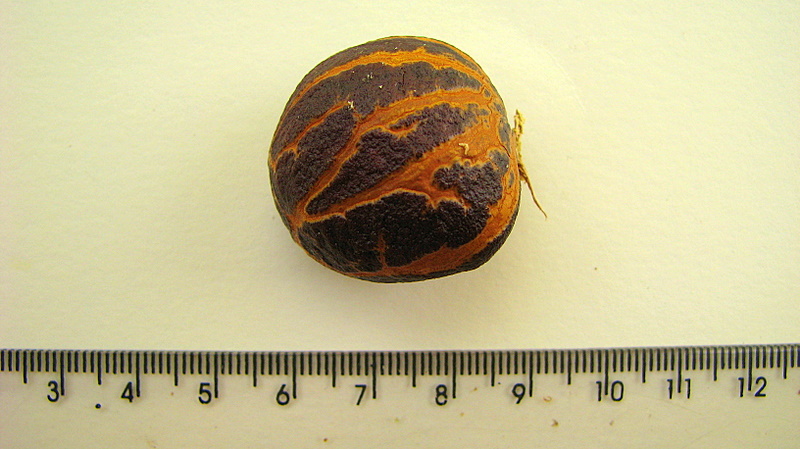 File:Lecythis ibiriba (Miers) N. P. Sm., S. A. Mori & Popovkin (2443281517).jpg