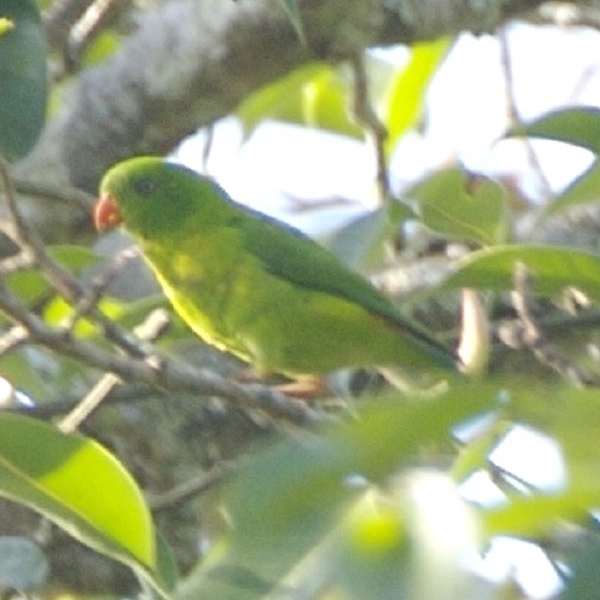 Yellow-throated hanging parrot - Wikipedia