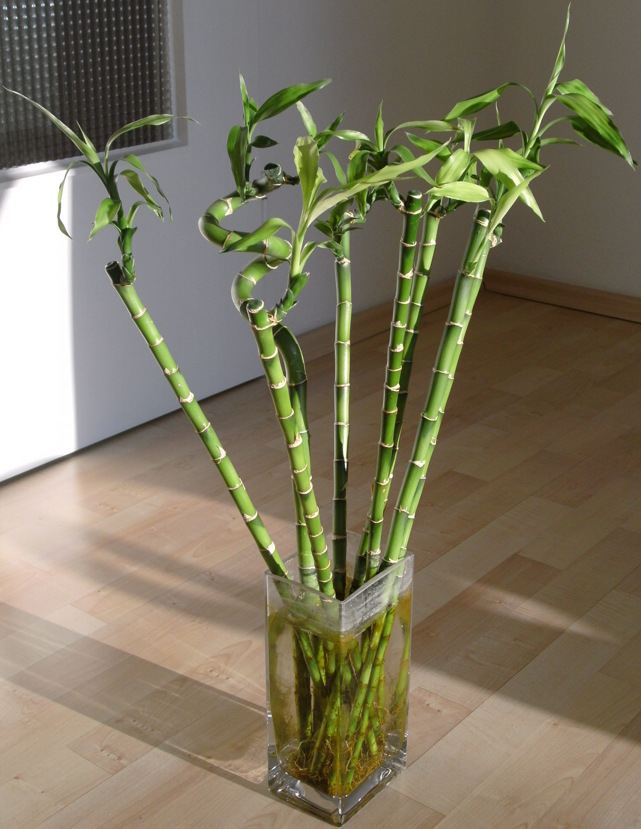 Glücksbambus (Lucky Bamboo) - Einpflanzen und Pflege 